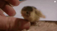 kuřátko GIF