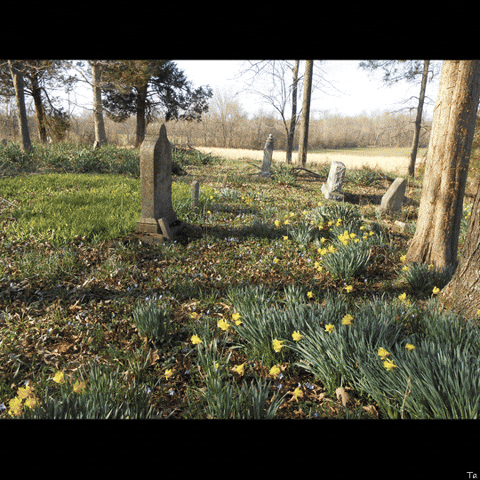 Time Flowers GIF by Trevor Anderson