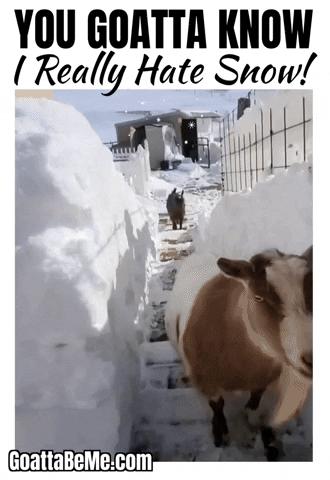 Winter Cute Goats GIF by Goatta Be Me Goats! Adventures of Java, Toffee, Pumpkin and Cookie!