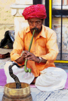 Image result for indian snake dance