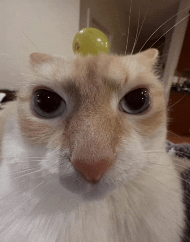 Cat Uva GIF