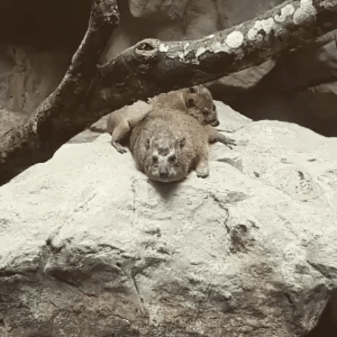 basakbabies funny angry animal looking GIF