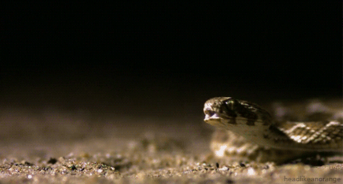 Saw Scaled Viper GIFs - Get the best GIF on GIPHY