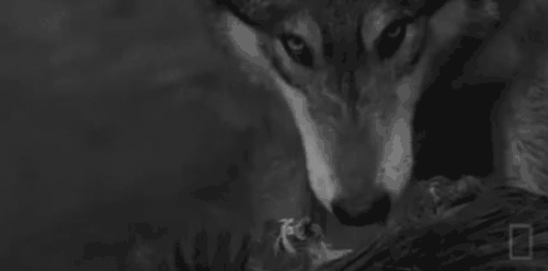 Black And White Wolf Gif Find Share On Giphy