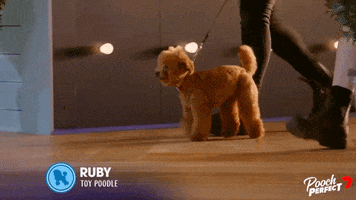 Teddy Bear Dog GIF by Channel 7
