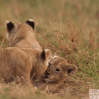 Bbc Earth Lions GIF by BBC America
