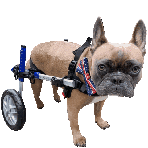 Sick French Bulldog Sticker by Frenchiestore