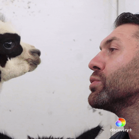 Kisses Love GIF by Animal Planet