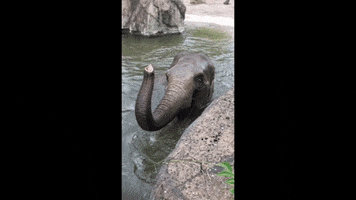 allwetterzoo GIF