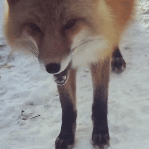 Red Fox Eating GIF by Valley Zoo Development Society