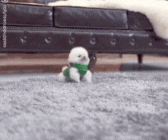 Little Dog Reaction GIF by MOODMAN