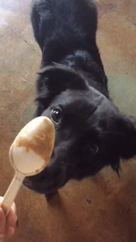 GIF by DogVacay