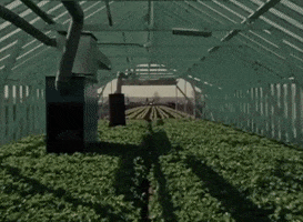 Plants Growing GIF by Archives of Ontario | Archives publiques de l'Ontario