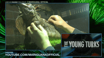 Iguana GIF by The Young Turks