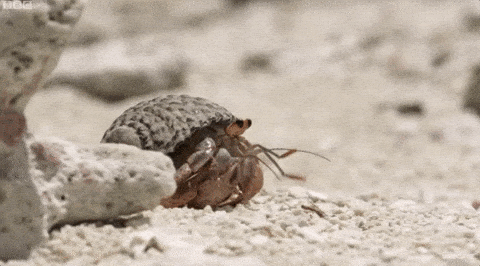 Crab or no