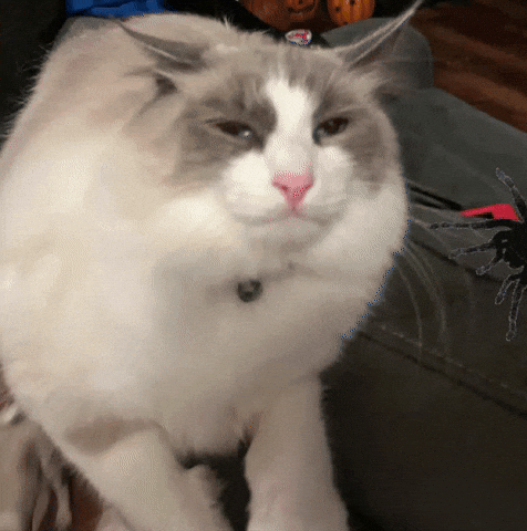 Fat Cat GIF