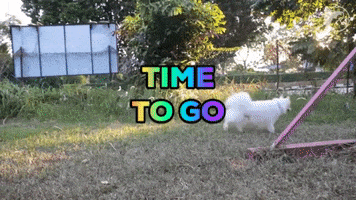 Japanese Spitz Time To Go GIF by WoofWaggers