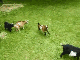 Video gif. Brown baby goat leaps effortlessly over a black baby goat grazing casually.