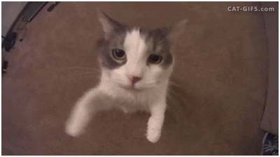 In Love Cat GIF - Find & Share on GIPHY