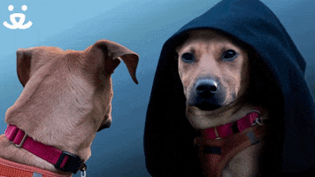 Save Them All Star Wars GIF by Best Friends Animal Society