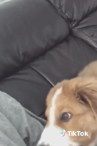 Chien Animaux GIF by TikTok France