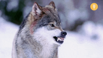 Angry Wolf GIF by Curiosity Stream