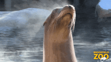 Sea Lion Lol GIF by Brookfield Zoo