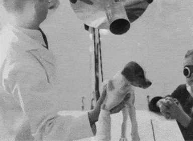 X-Ray Vintage GIF by US National Archives