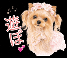 Yorkshire Terrier Dog GIF
