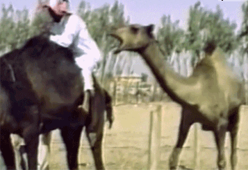 Camels GIFs - Get the best GIF on GIPHY