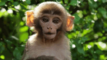 monkeys GIF