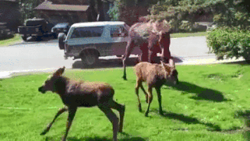 Moose Knuckle GIFs - Find & Share on GIPHY