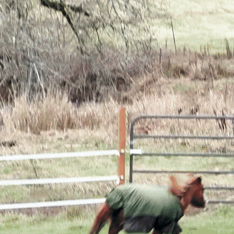 Running Horse GIF by On Golden Rescue