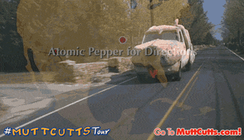 contest mutt cutts GIF by Dumb and Dumber To