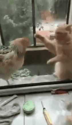 Cat GIF