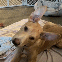 Confused Dog GIF by Muddy Paws Rescue NYC
