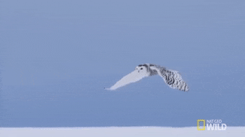 flying national geographic GIF by Nat Geo Wild