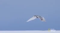 flying national geographic GIF by Nat Geo Wild