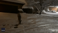 Playful Deer Frolics in Fresh Snow
