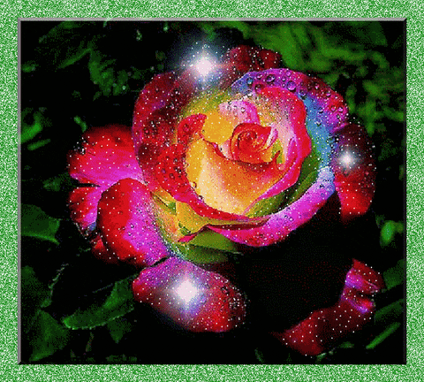  rose GIF