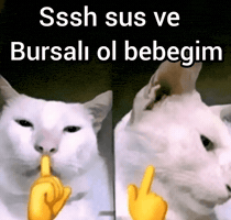 Mog Bursa GIF