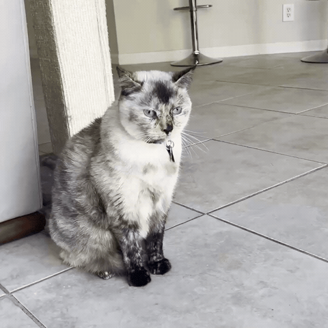 Cat Run GIF