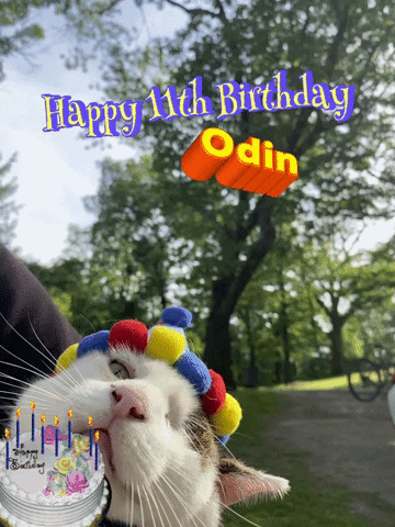 Cat Birthday GIF