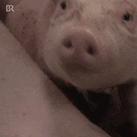 Hungry Pig GIF by Bayerischer Rundfunk