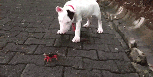 source.gif