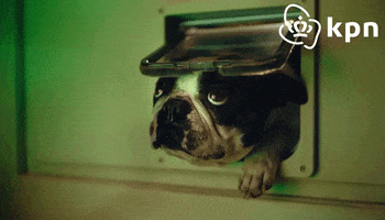 Dog Looking Around GIF by KPN