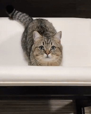 Video gif. A cute cat jumps towards us as if it wants something.