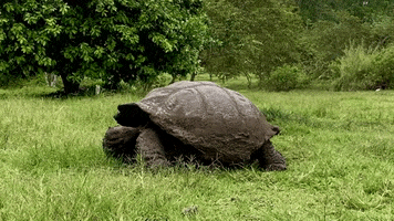 Wildlife Tortoise GIF by Field Museum