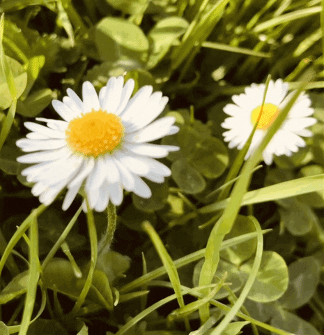 Nature GIF