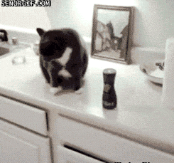 Cat Cans GIF by Cheezburger , Find \u0026 Share on GIPHY